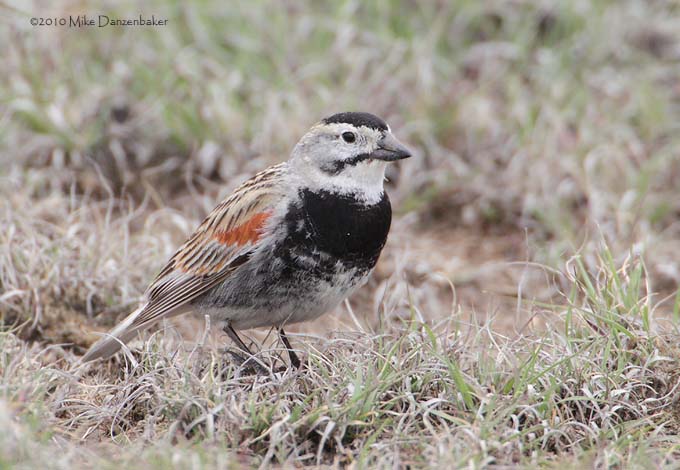McCown's Longspur (Rhynchophanes mccownii) photo