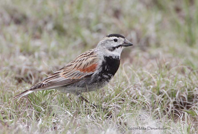 McCown's Longspur (Rhynchophanes mccownii) photo