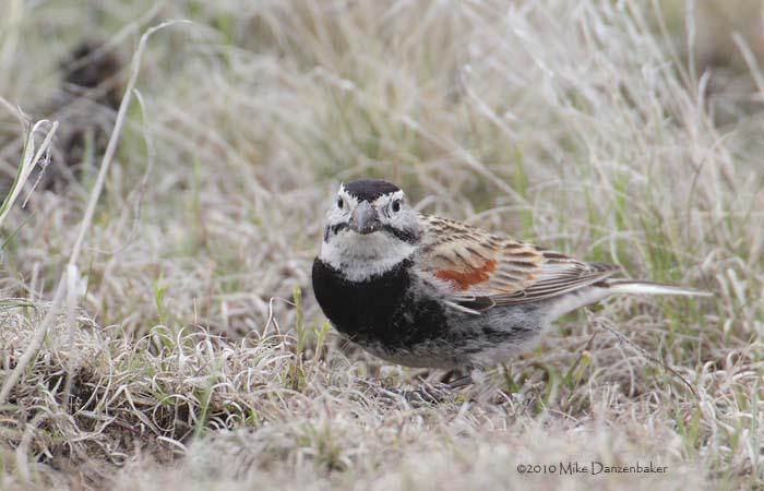 McCown's Longspur (Rhynchophanes mccownii) photo
