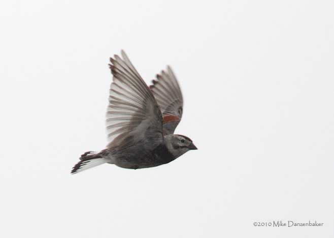 McCown's Longspur (Rhynchophanes mccownii) photo