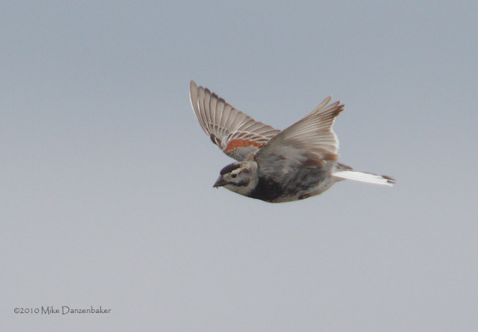 McCown's Longspur (Rhynchophanes mccownii) photo