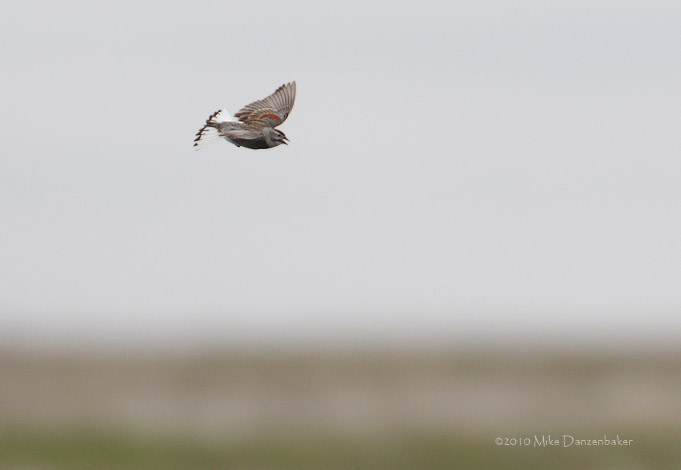 McCown's Longspur (Rhynchophanes mccownii) photo