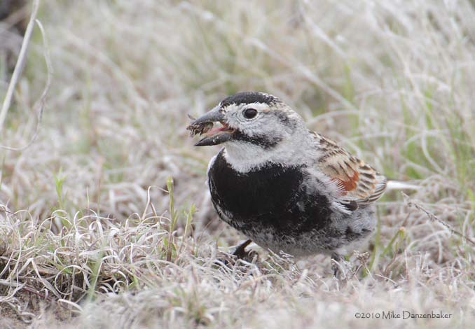McCown's Longspur (Rhynchophanes mccownii) photo
