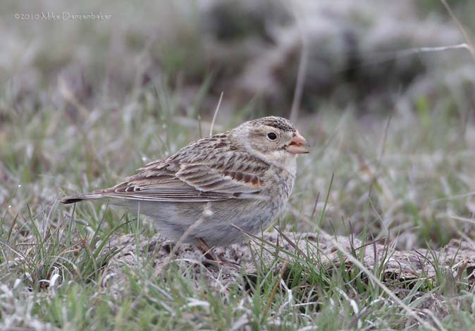 McCown's Longspur (Rhynchophanes mccownii) photo