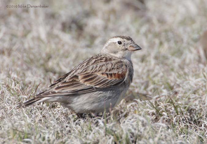 McCown's Longspur (Rhynchophanes mccownii) photo