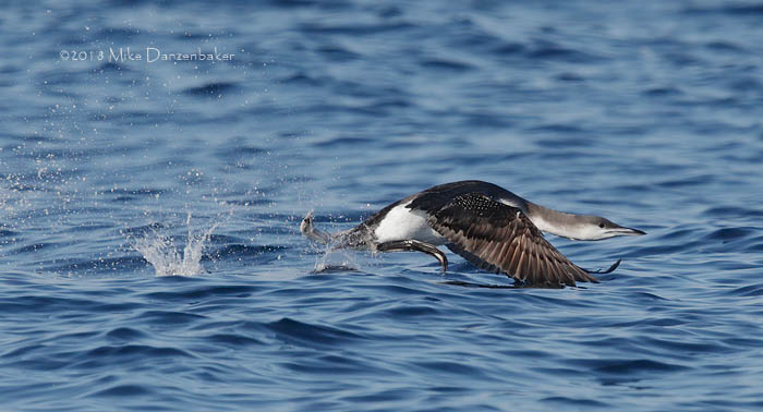 Arctic Loon (Gavia arctica) photo