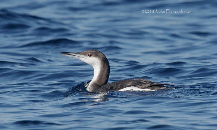 Arctic Loon (Gavia arctica) photo