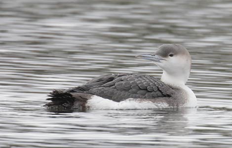 Arctic Loon (Gavia arctica) photo