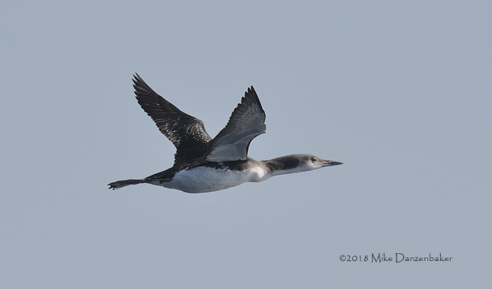 Arctic Loon (Gavia arctica) photo