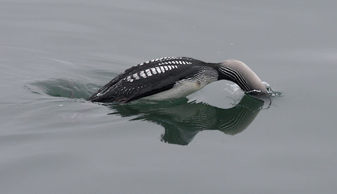 Pacific Loon (Gavia pacifica) photo