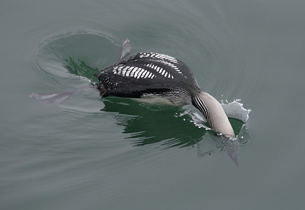 Pacific Loon (Gavia pacifica) photo
