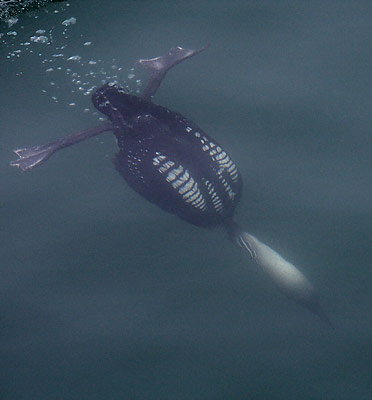 Pacific Loon (Gavia pacifica) photo