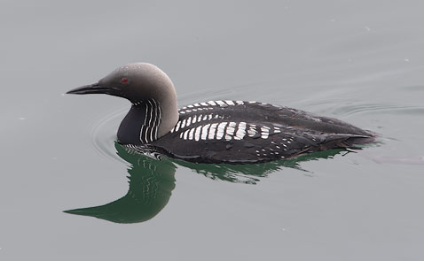 Pacific Loon (Gavia pacifica) photo