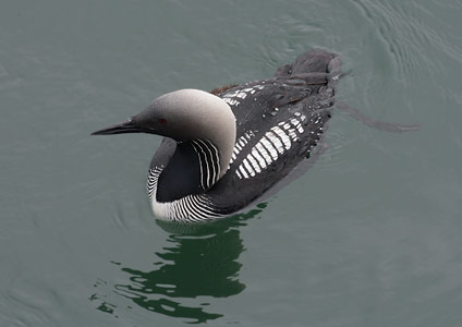 Pacific Loon (Gavia pacifica) photo