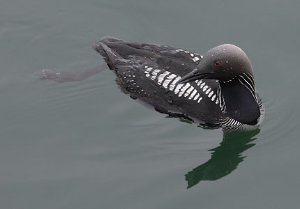 Pacific Loon (Gavia pacifica) photo