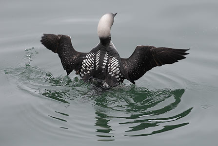 Pacific Loon (Gavia pacifica) photo