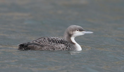 Pacific Loon (Gavia pacifica) photo