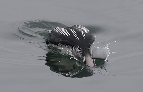 Pacific Loon (Gavia pacifica) photo