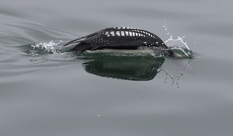 Pacific Loon (Gavia pacifica) photo