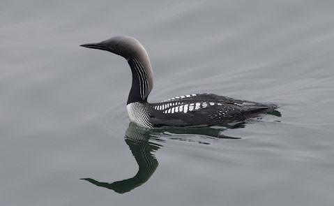 Pacific Loon (Gavia pacifica) photo