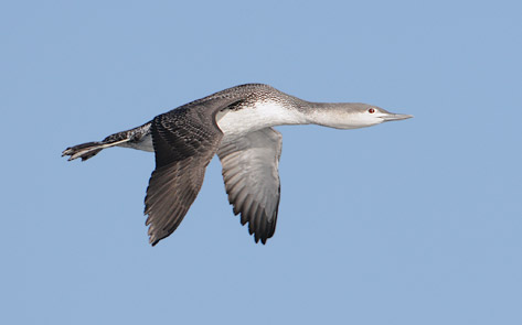 Red-throated Loon (Gavia stellata) photo