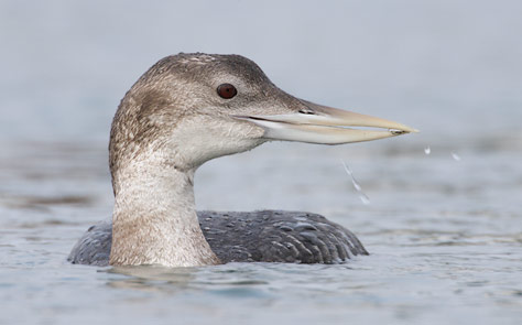 Yellow-billed Loon (Gavia adamsii) photo
