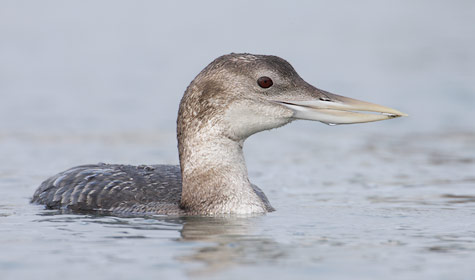 Yellow-billed Loon (Gavia adamsii) photo