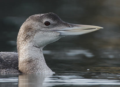 Yellow-billed Loon (Gavia adamsii) photo
