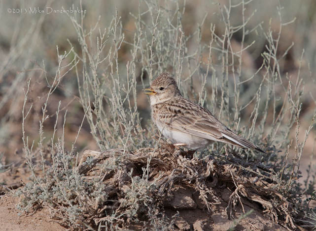 Asian Short-toed Lark (Calandrella cheleensis) photo