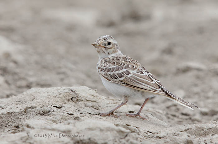 Asian Short-toed Lark (Calandrella cheleensis) photo