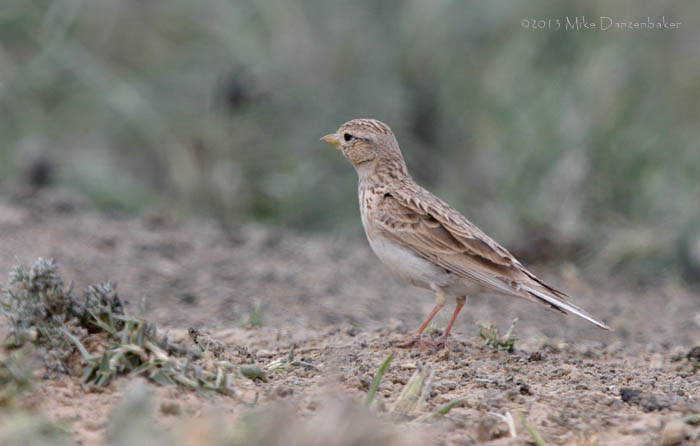 Asian Short-toed Lark (Calandrella cheleensis) photo
