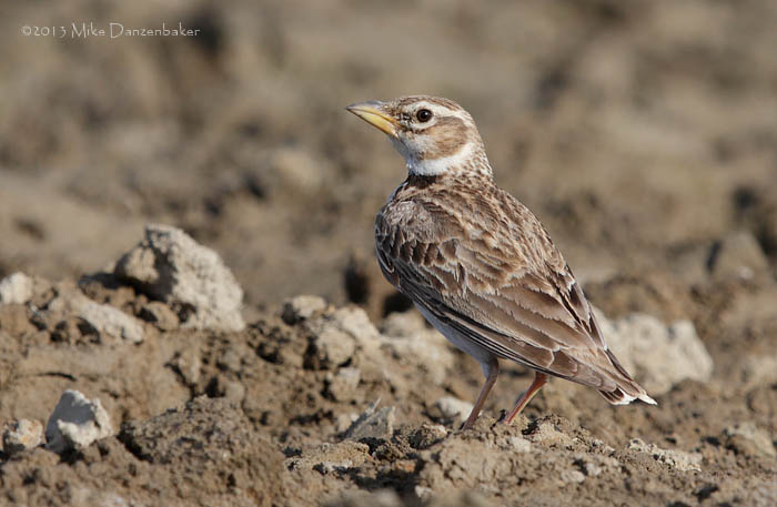 Bimaculated Lark (Melanocorypha bimaculata) photo