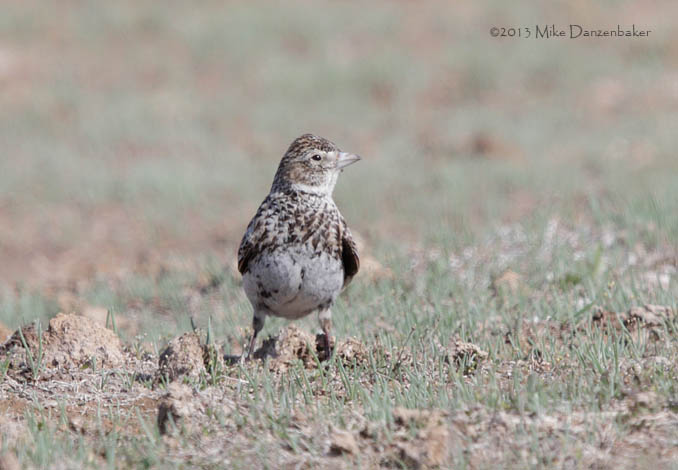 Black Lark (Melanocorypha yeltoniensis) photo