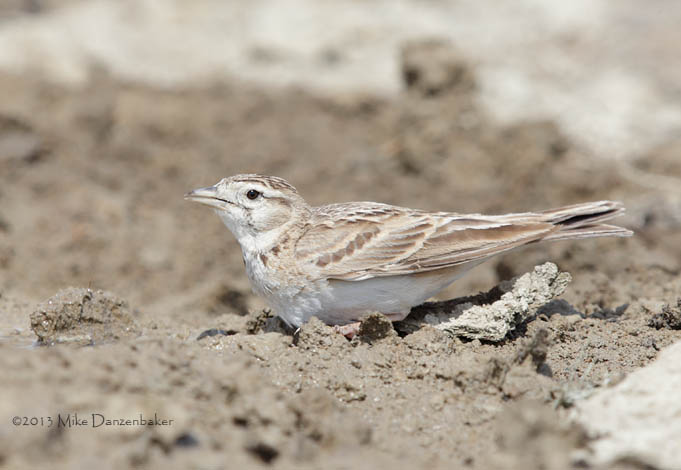 Greater Short-toed Lark (Calandrella brachydactyla) photo