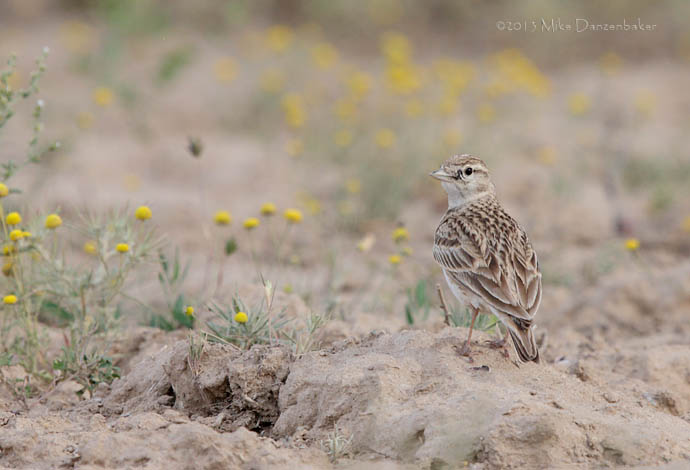 Greater Short-toed Lark (Calandrella brachydactyla) photo