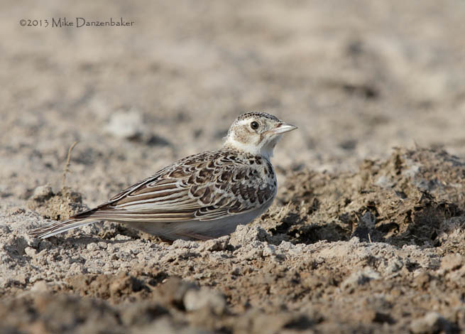 Greater Short-toed Lark (Calandrella brachydactyla) photo