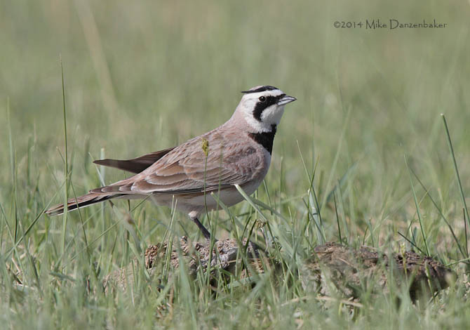 Horned Lark (Eremophila alpestris) photo