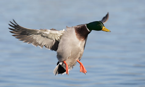 Mallard (Anas platyrhynchos) photo
