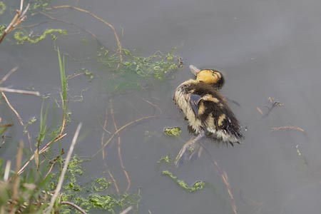 Mallard (Anas platyrhynchos) photo