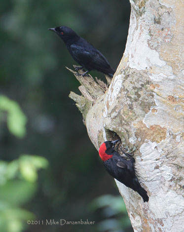 Red-headed Malimbe (Malimbus rubricollis) photo