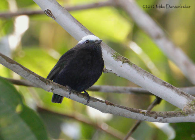 Blue-rumped Manakin (Lepidothrix isidorei) photo