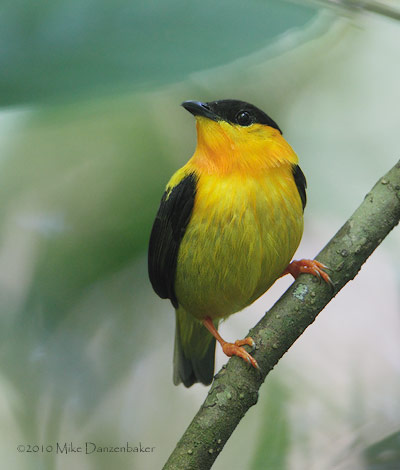 Orange-collared Manakin (Manacus aurantiacus) photo