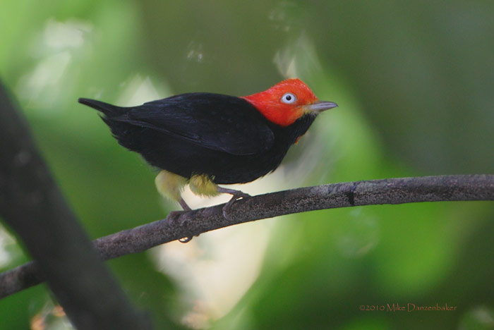 Red-capped Manakin (Pipra mentalis) photo