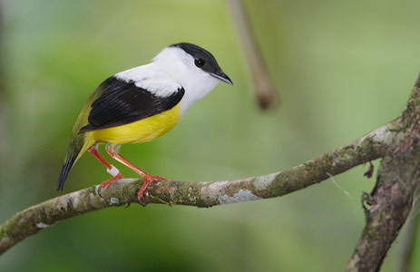 White-collared Manakin (Manacus candei) photo