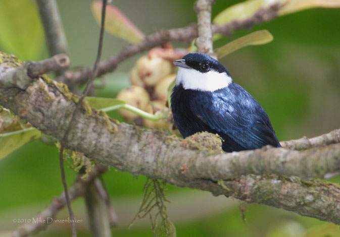 White-ruffed Manakin (Corapipo altera) photo