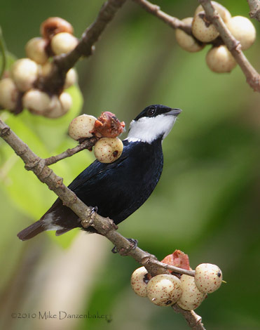 White-ruffed Manakin (Corapipo altera) photo