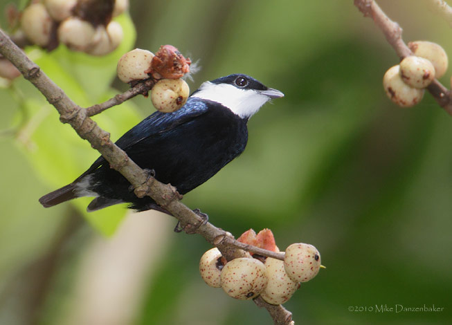 White-ruffed Manakin (Corapipo altera) photo