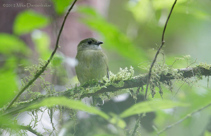 White-ruffed Manakin (Corapipo altera) photo