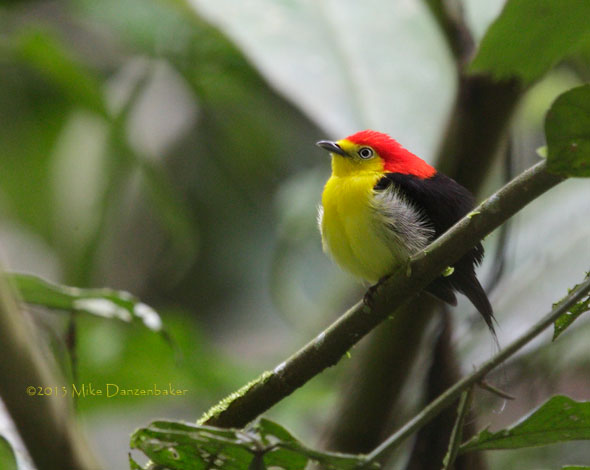 Wire-tailed Manakin (Pipra filicauda) photo