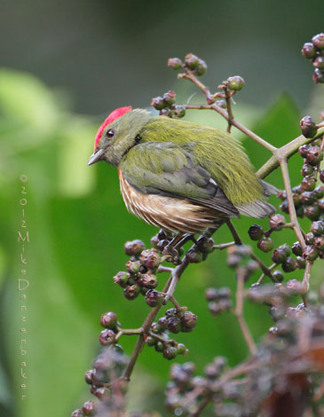 Western Striped Manakin (Machaeropterus striolatus) photo